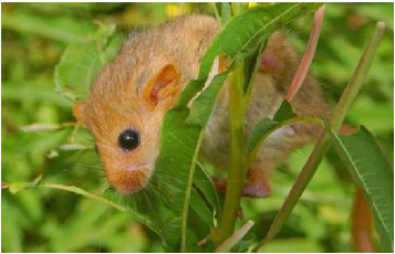 Image of a field mouse in a plant